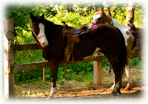 Horses at a Hitching Post in the Finger Lakes National Forest